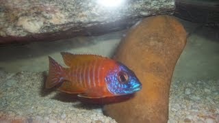 Aulonocara sp Rubescens "Ruby Red Peacock" Group 3