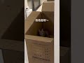 Xiaomi is a good cat today. The daily life of Big and Xiaomi. The daily life of raising a cat.