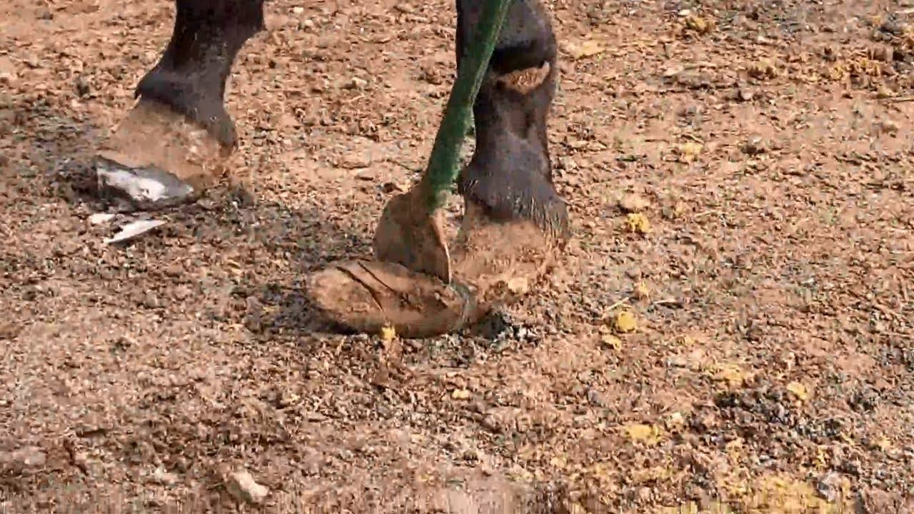 Extra long donkey hooves that can be easily cut with a 1 meter long