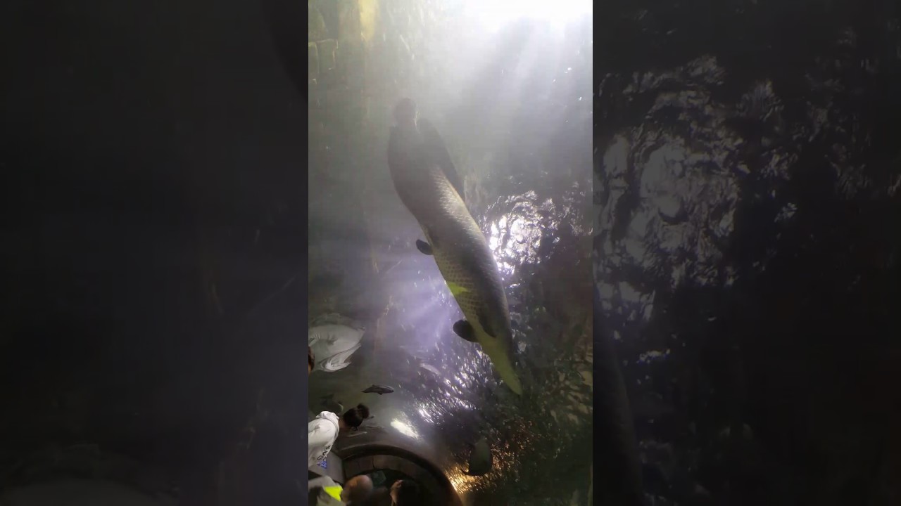 Newport Aquarium - YouTube