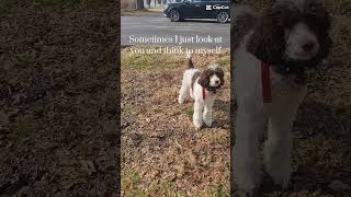 She's awesome #poodle #poodlepuppy #trendingshorts #trending ##doglover #dogs