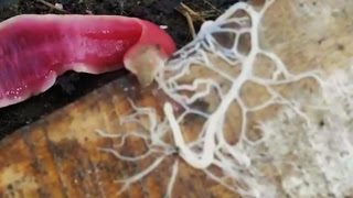 ALIEN-LIKE WORM SHOOTS GOOEY WEB