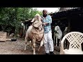 India's Biggest malwa goat 2018