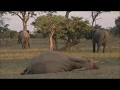 Safari Live : Fang one of our favorite Elephant Matriarch's not feeling well May 27, 2017