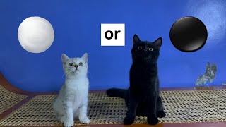 Black or white kitten by Raven’s Cattery 17 views 4 months ago 1 minute, 39 seconds
