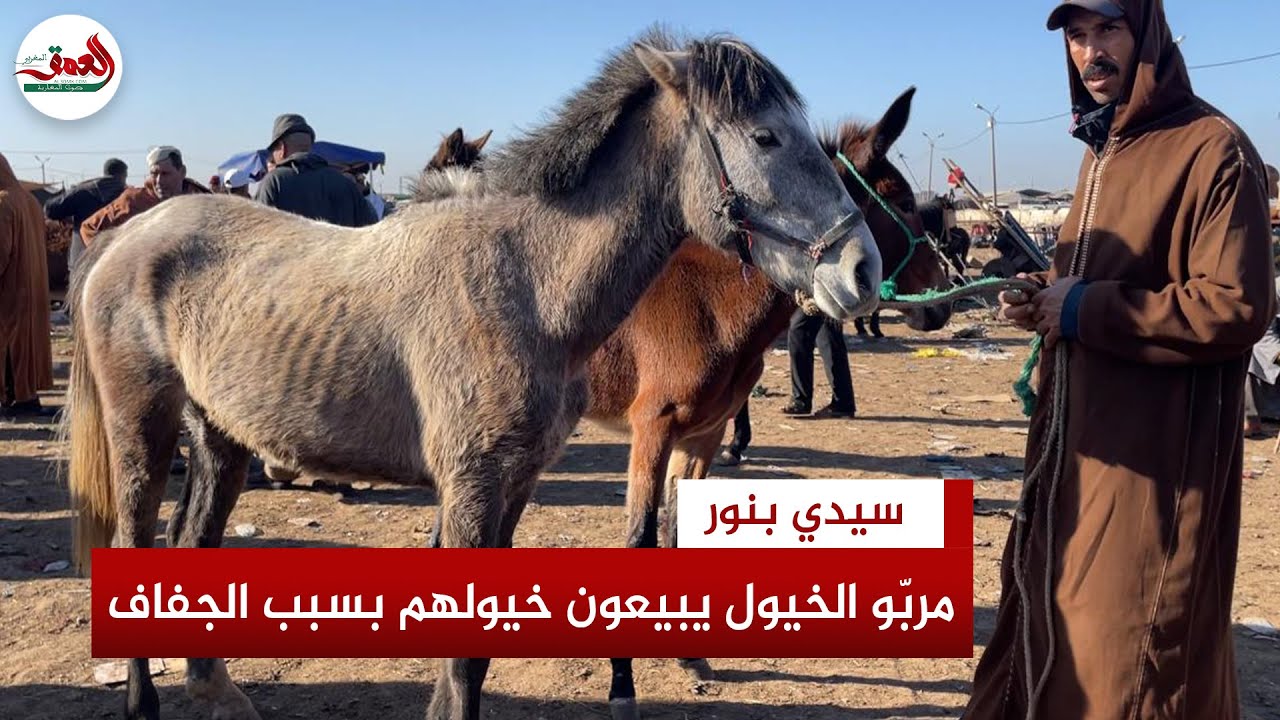 الجفاف وارتفاع أسعار الأعلاف يجبران مربّي الخيول على بيع أحصنتهم بأثمان رخيصة