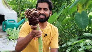 ये है पपीता पर एयर लेयरिंग करने का बेस्ट तरीका। How to  Air layering On Papaya Tree@Mammalbonsai