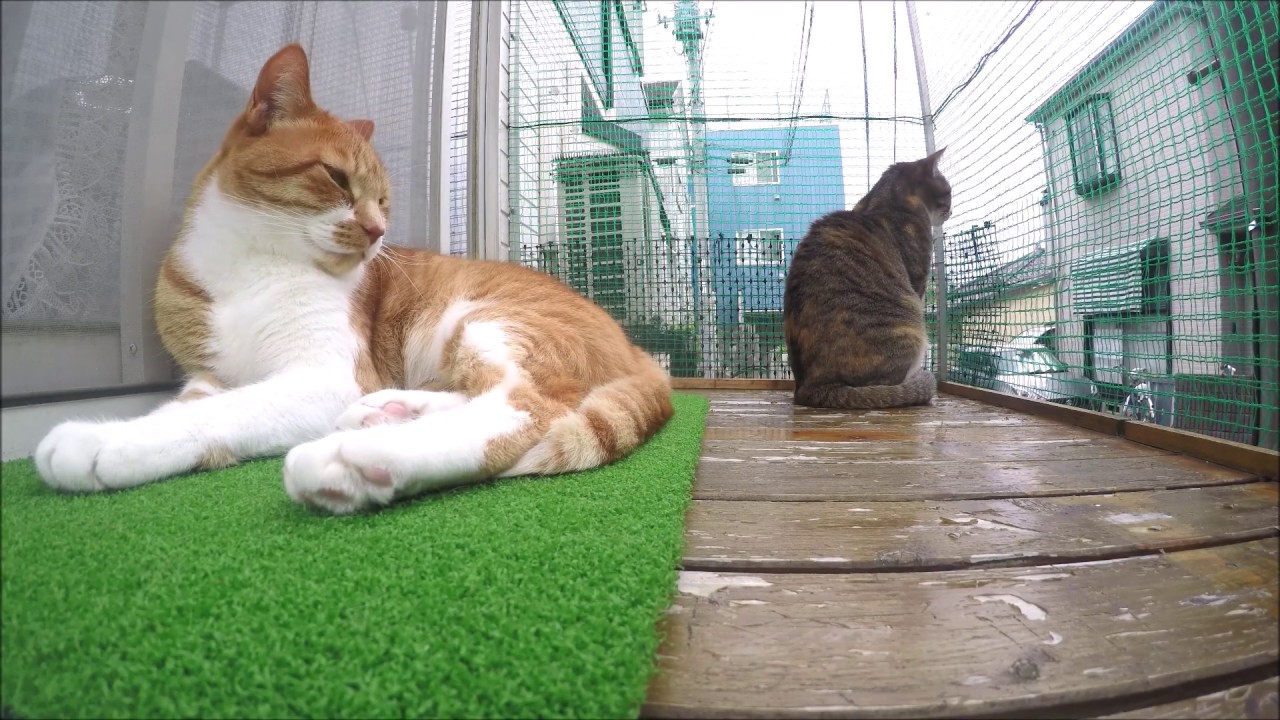 Cats on the balcony YouTube