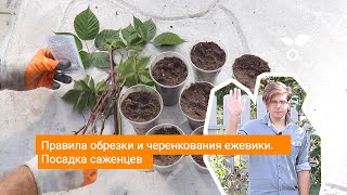 Правила обрезки и черенкования ежевики. Посадка саженцев