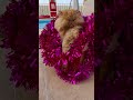 Here comes Santa Paws❤️🐾🎅 #santapaws #christmascat #persiancat