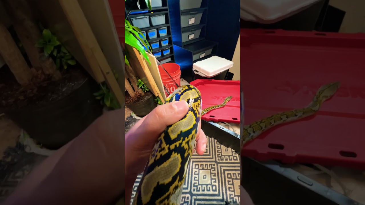 Mainland Reticulated Python 🐍! 