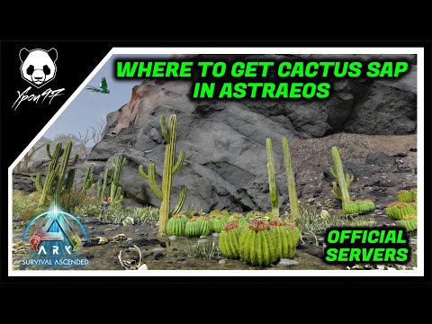 meervoud cactus Cuddly Cactus main image 0