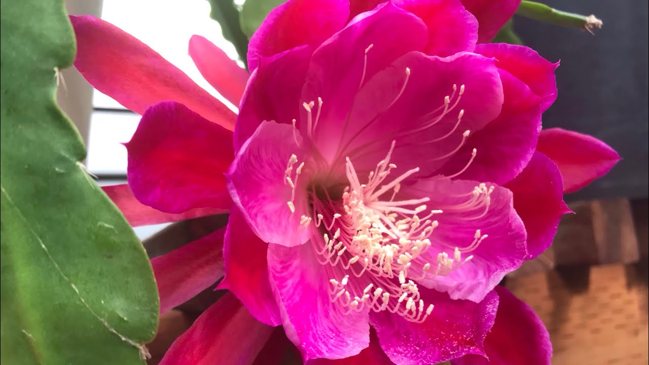 Epiphyllum pikkelysömör kezelése - akcioskert.hu