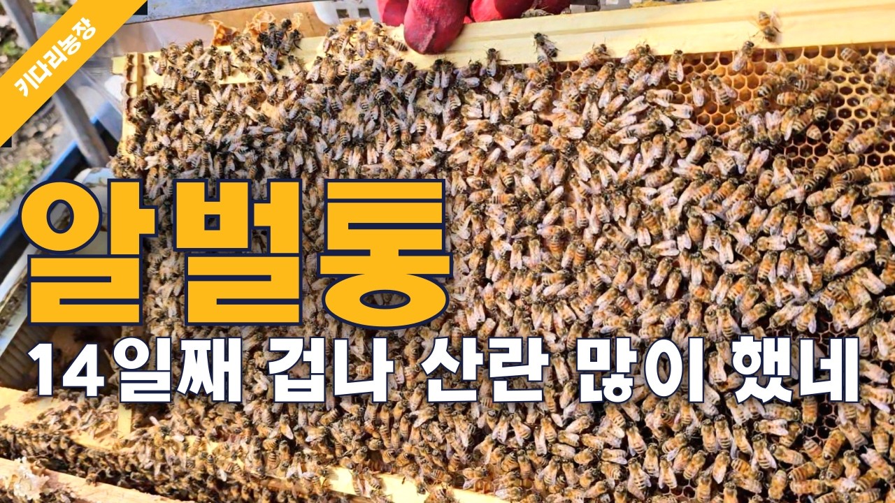 봄벌 깨우기 알벌통