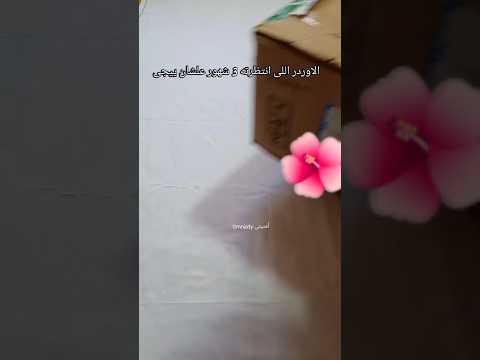 حامل الطاره من بيدج أرابيلا