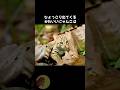 サビイロネコがミニマムかわいい!🐈🫶 #動物 #雑学 #豆知識 #サビイロネコ #かわいい #猫