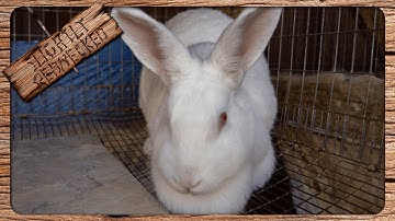 Line Breeding Your Rabbits