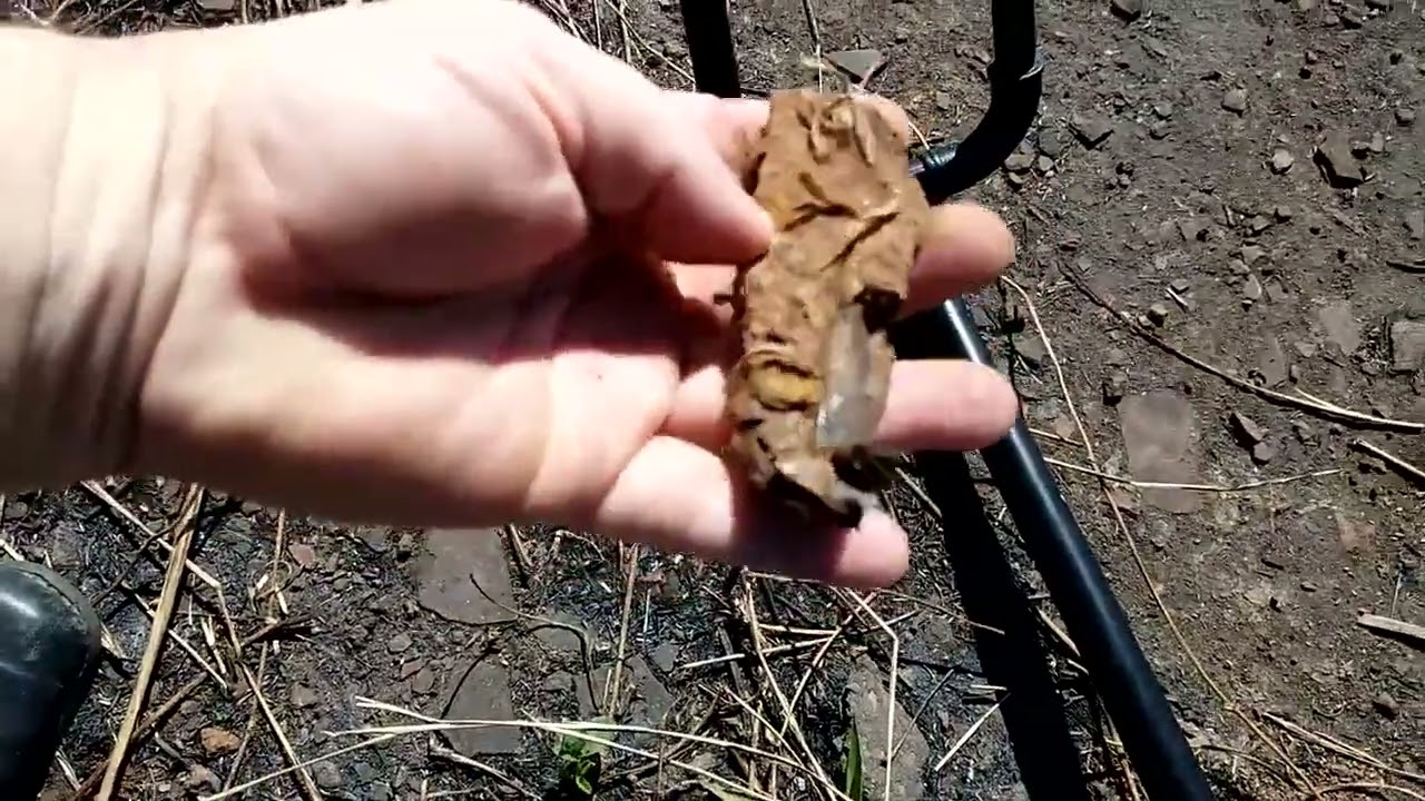 Caçada com detector de metais no anel Rodoviário em BH