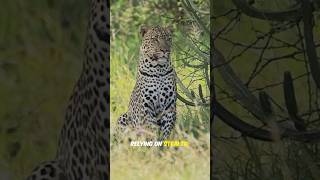 Cheetah vs Leopard: The Wild Twist No One Sees Coming 🐆⚡