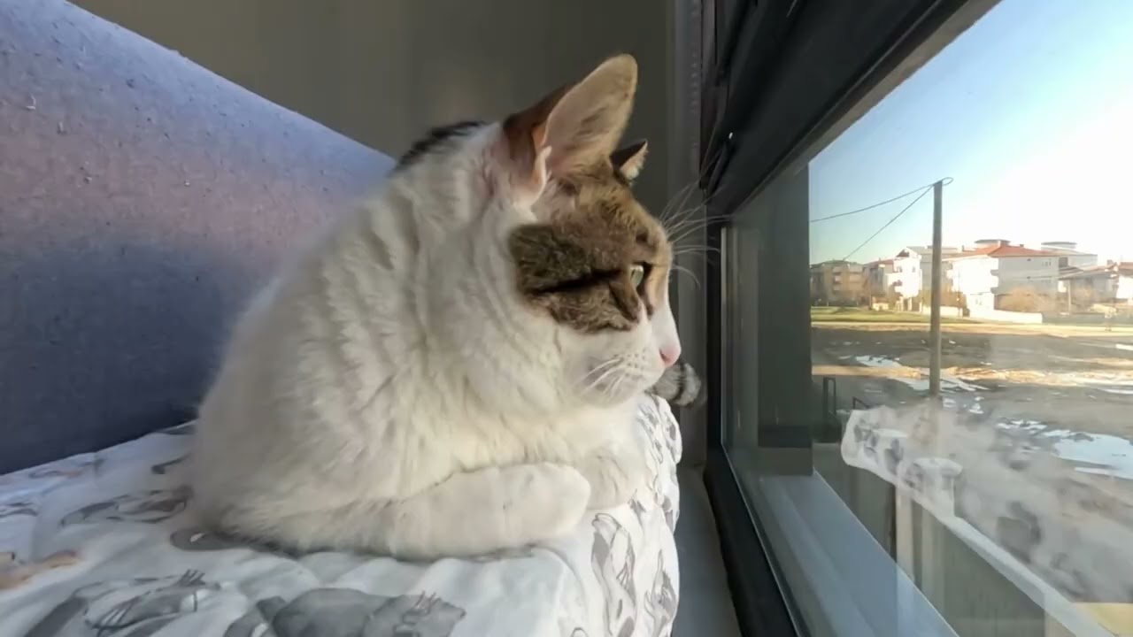 KEDİLER TARTIDA, KALPLER KAPIDA