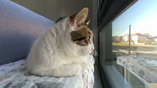 Kedi̇ler Tartida, Kalpler Kapida