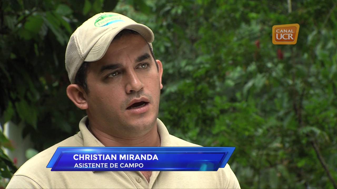 costa maya Proyecto de Mariposas Reserva Tirimbina, por Noelia Elizondo