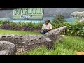 Gatorland's School of Croc Day 28! BONECRUSHER the AMERICAN CROCODILE!