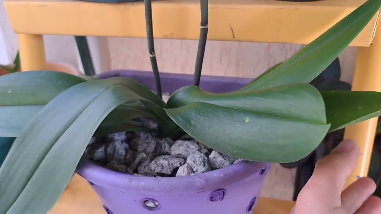  ORQUÍDEAS SEMPRE COM FLOR  #Dica