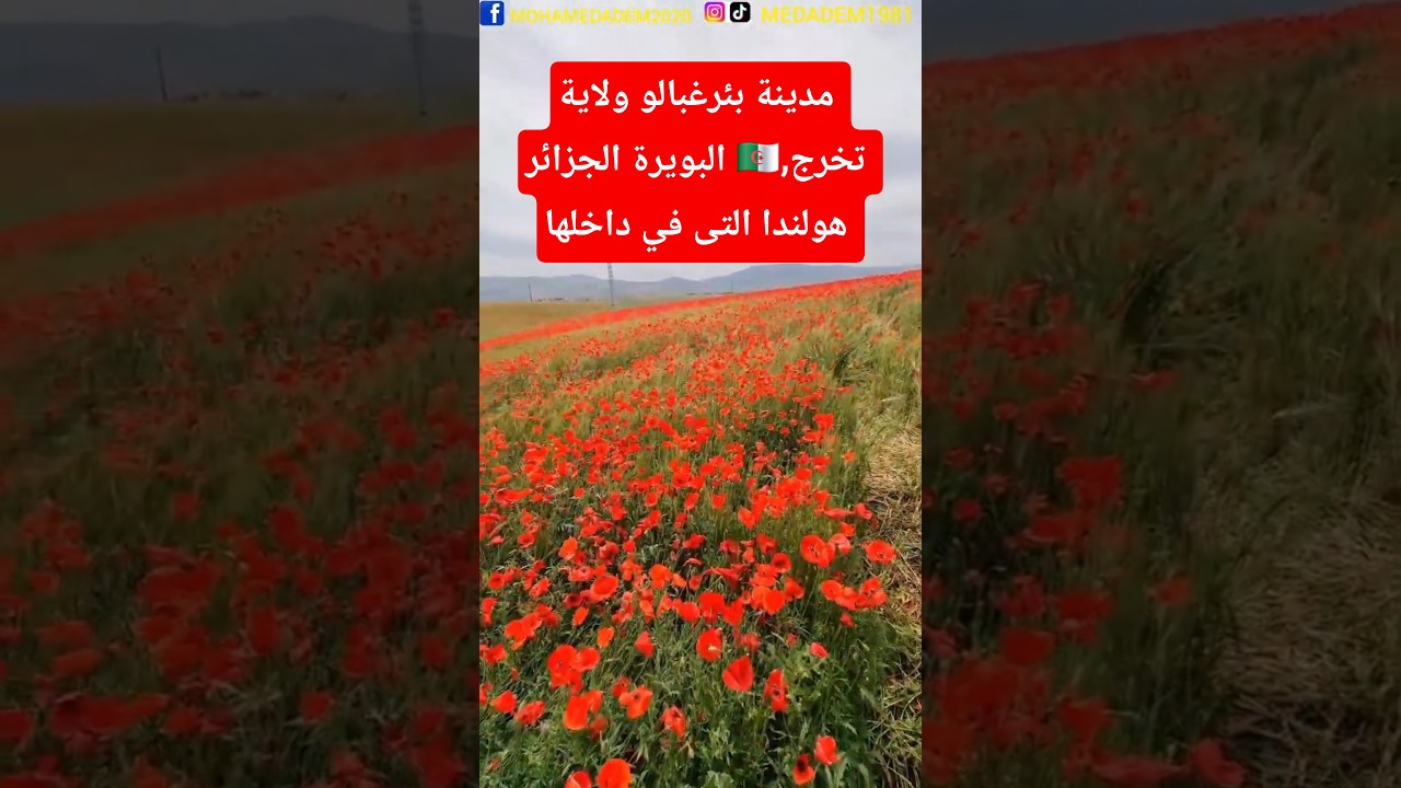مدينة بئرغبالو ولاية البويرة الجزائر,تخرج هولندا التى في داخلها مع طبيعة خلابة مع زهرة شقائق النعمان