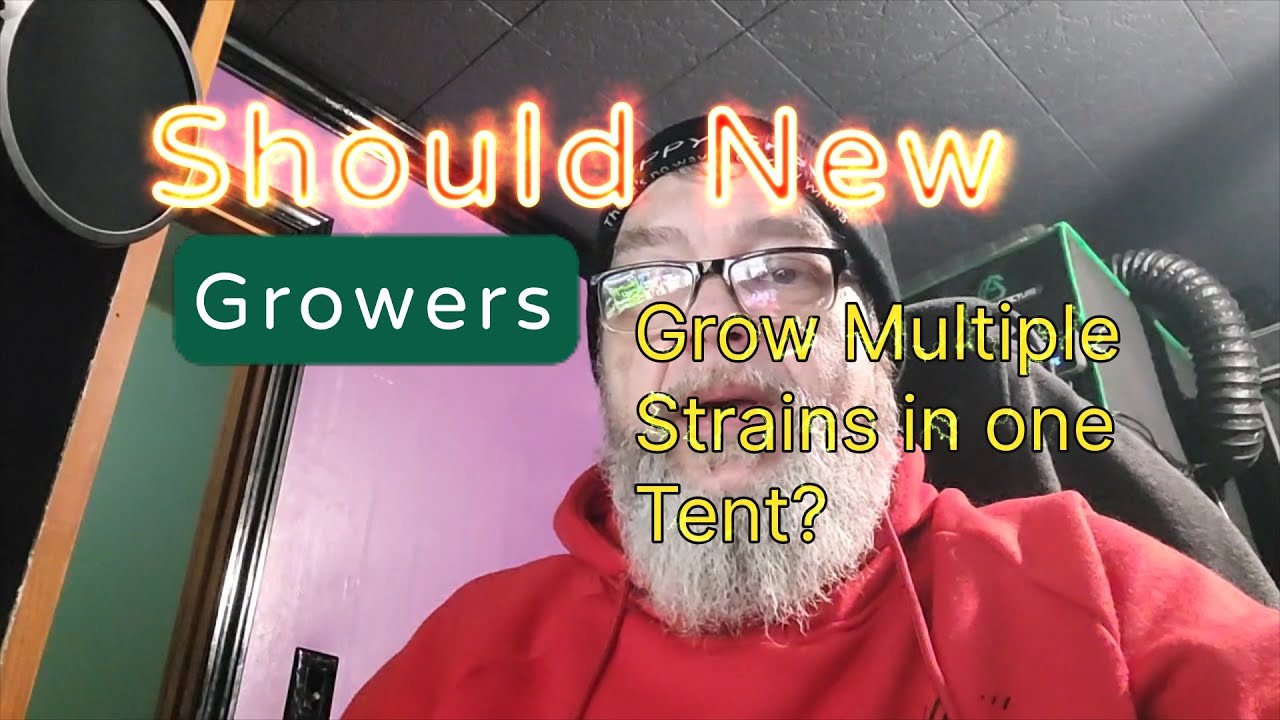 Стоит ли начинающим гроверам выращивать несколько сортов одновременно?