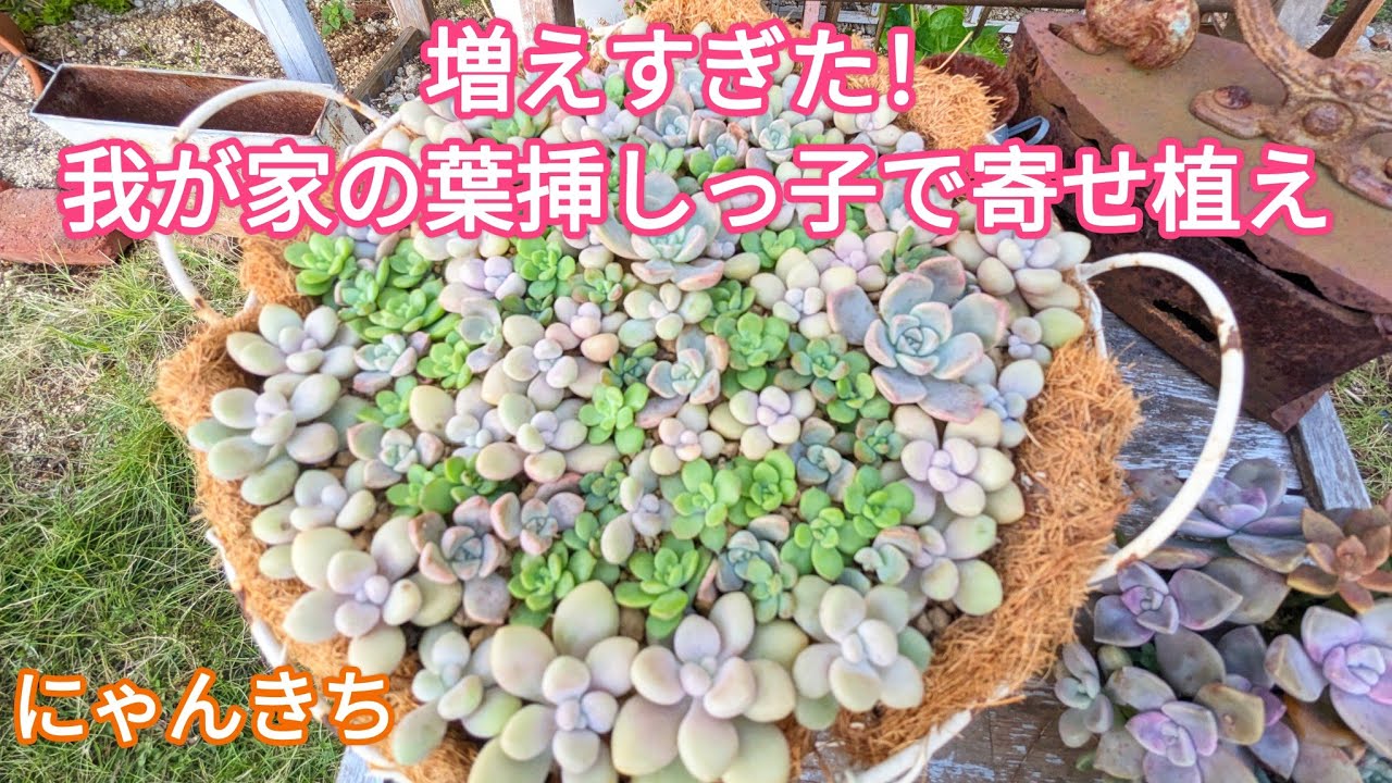 多肉植物】我が家の増え過ぎ多肉！ピンクプリティ、マッコス、だるま