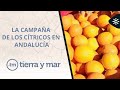 Tierra y mar | La campaña de la naranja, amenazada por el aluvión de producto egipcio