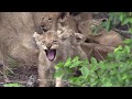 Cute Little Lion Cubs Interacting and Playing with their Mother in the Wild