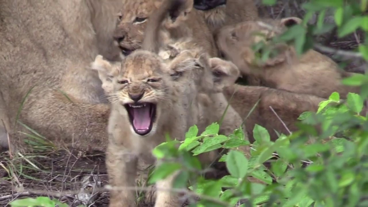Cute Little Lion Cubs Interacting and Playing with their Mother in the Wild
