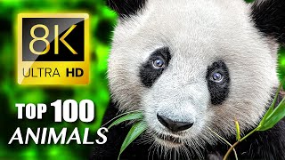 Топ-100 — Животные, Находящиеся Под Угрозой Исчезновения 8K Ultra Hd / Часть 01