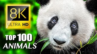 TOP 100 - Most Endangered Animals 8K ULTRA HD / Part 01