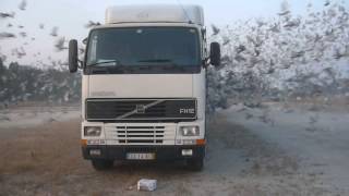 Solta em Vendas Novas, 29/06/2013