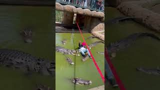 Nice trick #fyp #shorts #youtubeshorts #funny #cat #cocodile