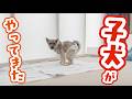 長い付き合いになりそうな子犬がやってきました