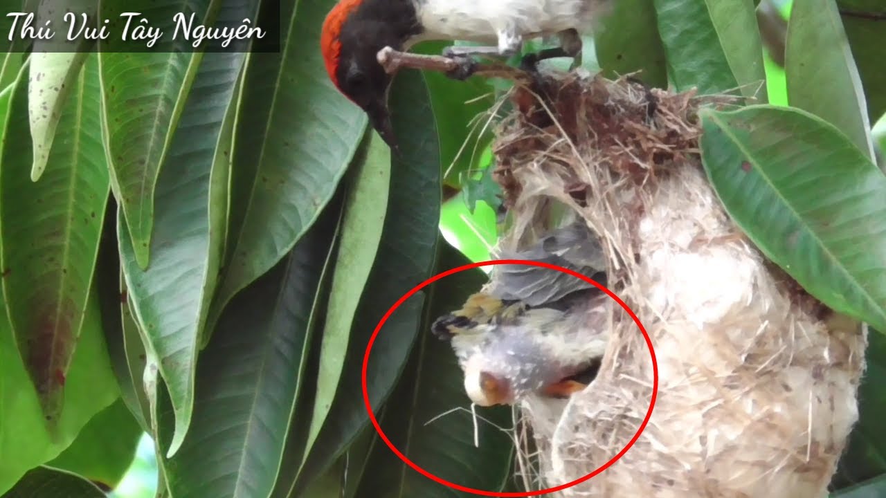 Chim Ốc Mít Nuôi Con - Chim Con Rất Thông Minh Biết ị... - youtube
