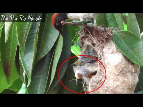 Video Chim Ốc Mít Nuôi Con - Chim Con Rất Thông Minh Biết ị... - youtube