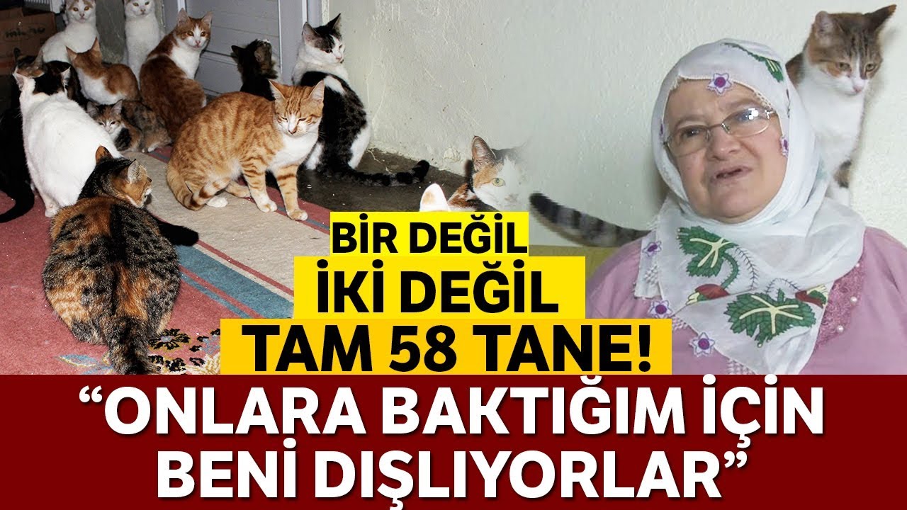 bir evde tam 58 kedi youtube