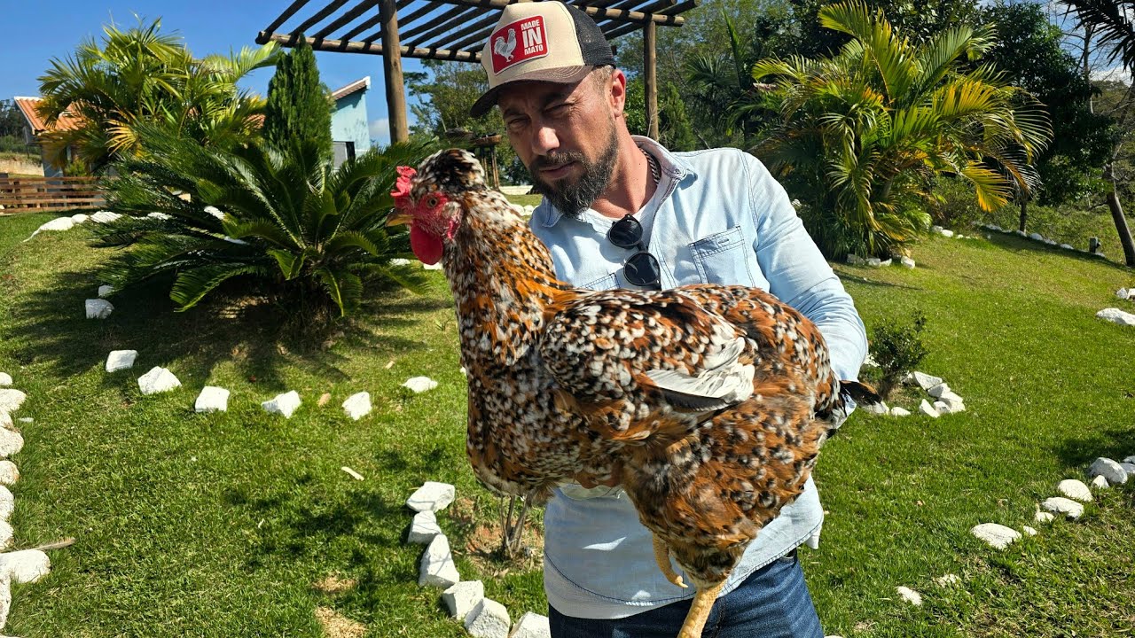 CHÁCARA DO SÉRGIO HENRIQUE E SUA CRIAÇÃO DA GALINHA GSB BALÃO SERTANEJO