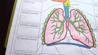 Big Respiratory System Foldable by Tangstar Science