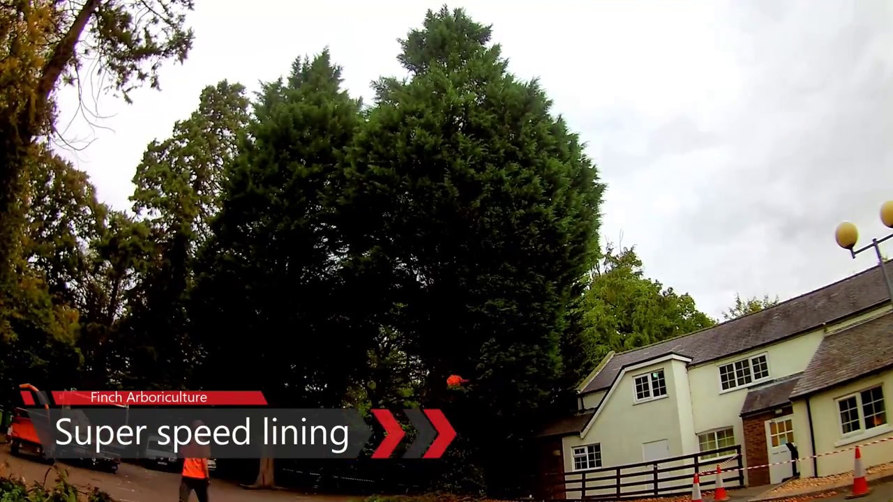 Super speed lining - Conifer tree removal - YouTube