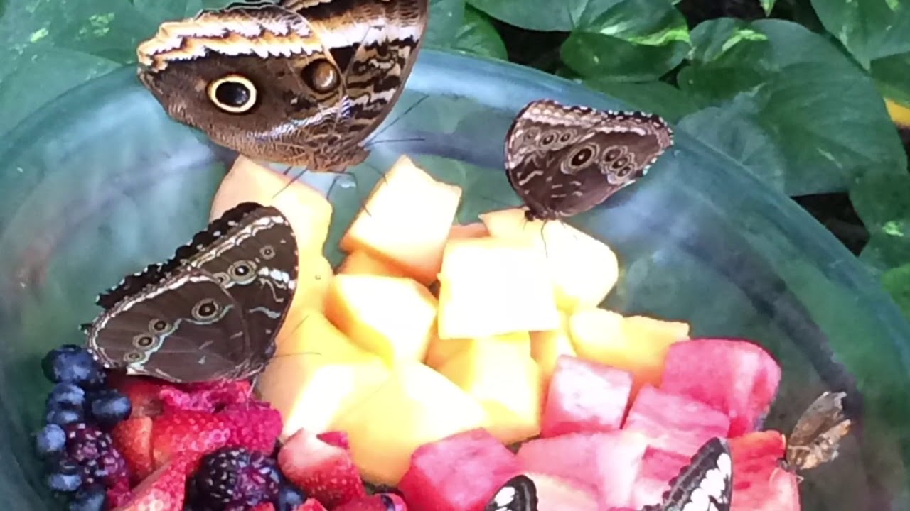 OdySea/Butterfly Wonderland 🐬🐛 YouTube