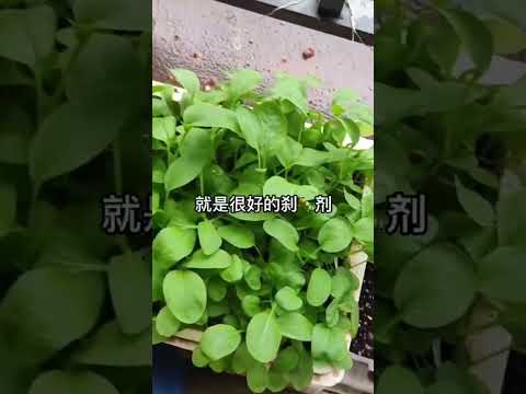 种植小妙招 #生活小妙招 #life #diy #种菜