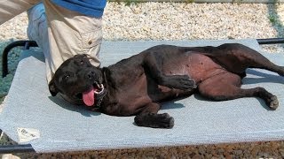 Pepper, An Affectionate 2- To 4-Year-Old Pit Bull Dog Adopted In Manahawkin, Nj