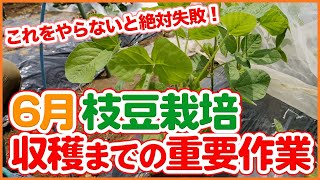 What to do in June when growing edamame in your home garden or