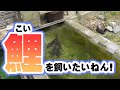 【番外編】鯉を飼いたいねん！【おまけの雑談】